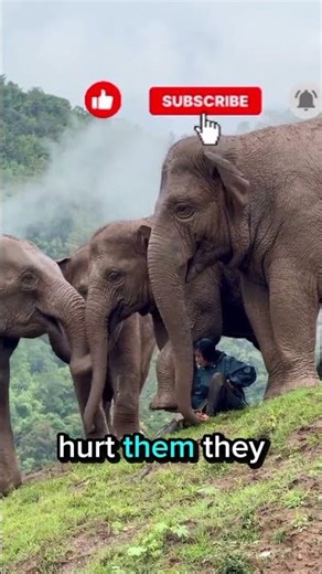 Elephant Secrets Revealed 😲😲