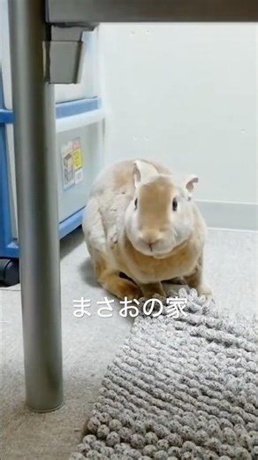 小松菜🥬で簡単に釣れる🐰まさお | Masao is easily lured by komatsuna