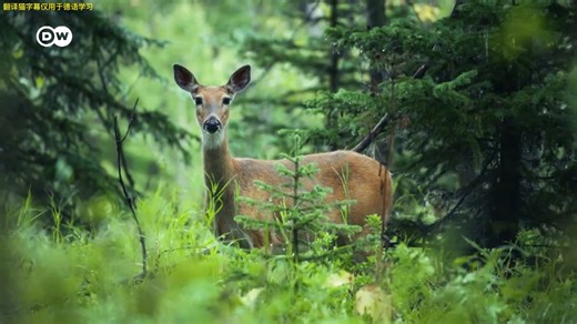 DW Deutsch lernen 在德国狩猎