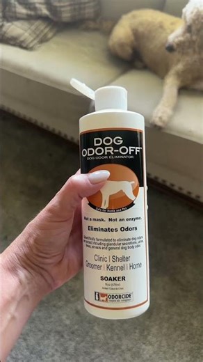 Dog pee ruining your house? You need dog odor off