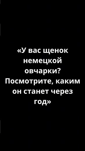 Немецкая овчарка: 3 месяца vs 1 год #немецкаяовчарка#щенок#собаки#дрессировка#germanshepherd