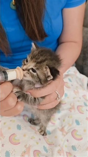 Man Rescues a Stray Cat… And It Refuses to Leave Him ❤️