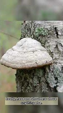 Unlocking the Power of Chaga | Chaga Mushroom Benefits Pt 1 #shorts