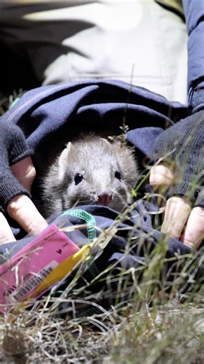 Who needs Paul the Octopus when you have a Woylie? The Brush-tailed Bettong (Woylie) has stepped up as the ultimate AFL oracle today! If it hops right, the Geelong Cats will take home the 2025 AFL Premiership. If it bounds left, it’s the Brisbane Lions' year. Place your bets. The Woylie has spoken (well… jumped)! 🏆🦘 👇 Let us know who you are backing for the win? 📹 B Leue/AWC | Australian Wildlife Conservancy