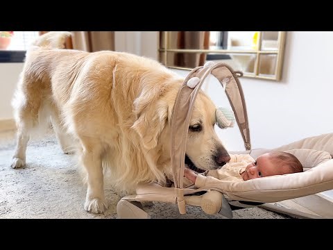 Golden Retriever Plays with Newborn Baby for the First Time