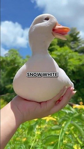 call ducks are the best pet to own and here's why!