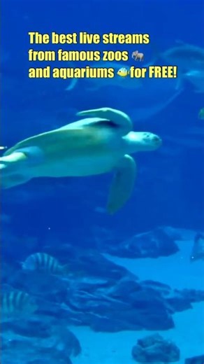 Subscribe to Ozolio Animal Live Streams 24/7 🐠🌴