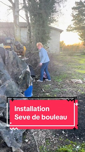 Prélever de la sève de bouleau : tout ce qu'il faut savoir