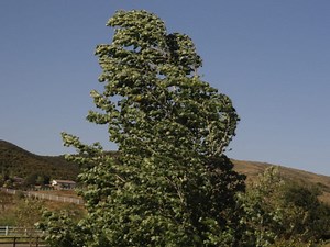 Wind Advisory Issued; Gusts Up To 45 mph