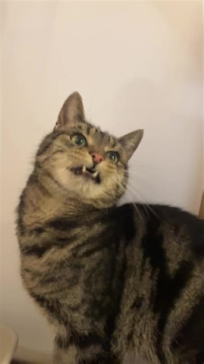 Charlie 🥰 | Bannister Hall Cattery