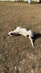 We are having free adoptions the month of December at Kerr county Animal Services. Come and take a look at Patches - he’s a great dog! We are also including free neuter for Patches so what a deal huh? | Kerrville Pets Alive