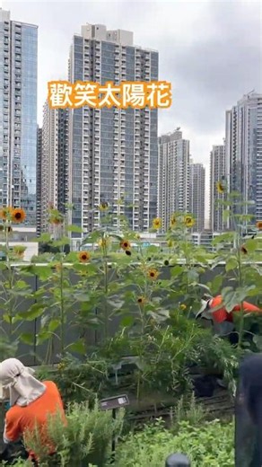 「香港Vlog」 ｜啟德｜Airside｜空中花園｜太陽花開｜[HKVlog ]｜Kai Tak｜Kai Tak｜Air Side｜Sky Garden｜Sea of the Sunflower