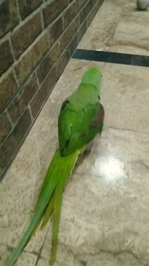 mithu enjoying in garge