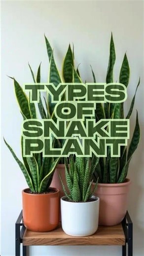 Types of Snake Plants 🌿 | Which One Do You Own? #snakeplant #indoorplants #plants
