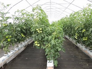Beefsteak Tomato Growing in Soil VS Growing in Hydroponics WOW!
