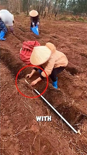 Smart Cassava Farming Method🥔🤯