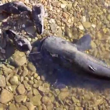 fish hunting bird... !