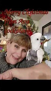 Part 3 Merry Christmas! Nemo and Ava Sanctuary Rescue Parrots