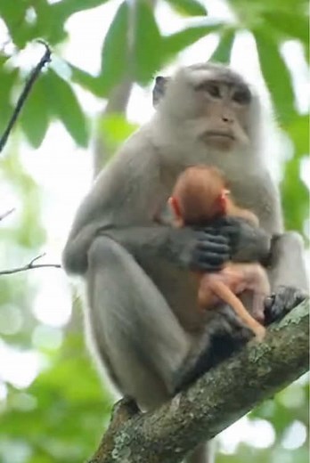 Incredible Rescue of a Baby Monkey Falling from a Tree