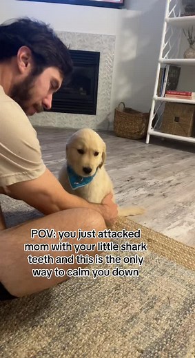 Adorable Golden Retriever Puppy Tantrum Compilation