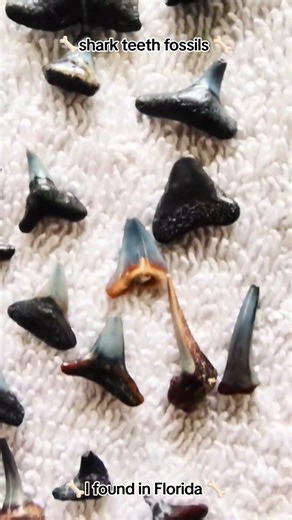 Shark Teeth Fossils! #fossils #sharkteeth #sharks #archeology