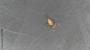 Newborn scorpion Lychas tricarinatus, family Buthidae, Distributed in India. Still soft exoskeleton and poorly developed chelicera and sting (Aculeus)