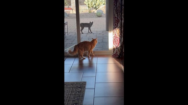 House Cat Making Friends With a Bobcat
