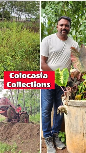 5.9K views · 65 reactions | Colocasia Collections #9842353713 . @naveengarden @naveen_krishnan6 @gardenprochennai . #naveengarden #trendingreels #trichy #farmstay #pets #photography #nature #dayout #naveenkrishnan #colocssia #planting #collections #nursery #plantsofinstagram #ornamentalpalnts #plantlover #namakkal #salem #karur | Naveen Garden | Facebook