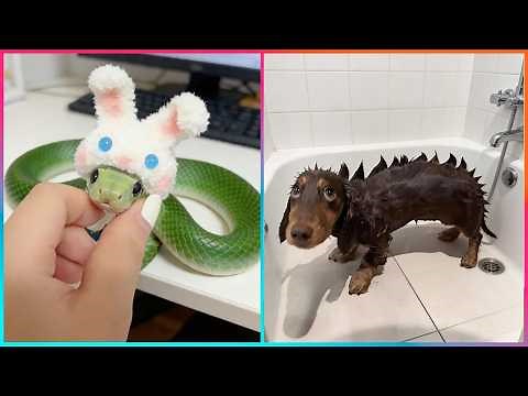 Funniest Animal Moments & Creative Pet Ideas That Will Make Your Day ▶ 3