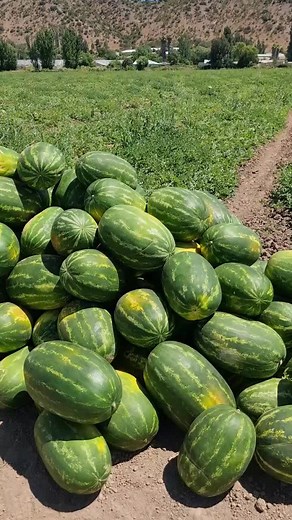 Exploring Different Watermelon Varieties in a Rural Landscape