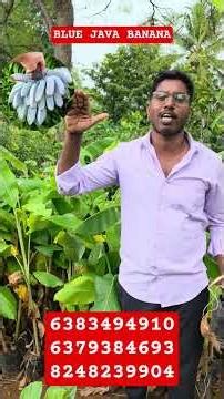 Blue Java Banana fruit -Ice cram banana plant new rare exotic varitiy available