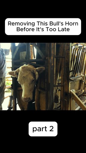 Removing This Bull's Horn Before It's Too Late1 #cow #vet #abscess #farm