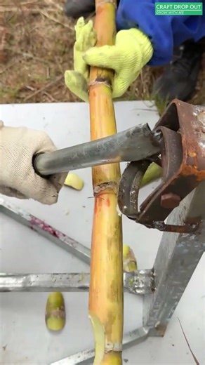 🎋⚙️ Sugarcane Bud Cutter for Precision Propagation