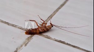 Cockroach keep moving upside down on the white floor tile
