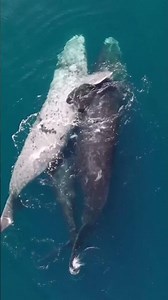 👀🐋 Was machen diese beiden Wale hier? Solche Momente sieht man nur selten! 💙