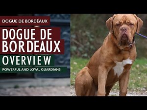 Dogue de Bordeaux: Everything You Need to Know