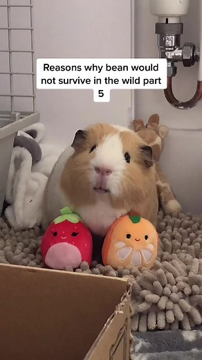 Bean the Spoilt Guinea Pig: Reasons Why He Won't Survive in the Wild