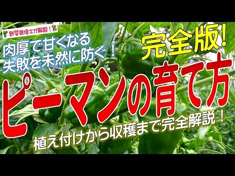 ピーマンの上手な育て方（種まきから収穫までを完全解説）ピーマン栽培のコツとポイントが