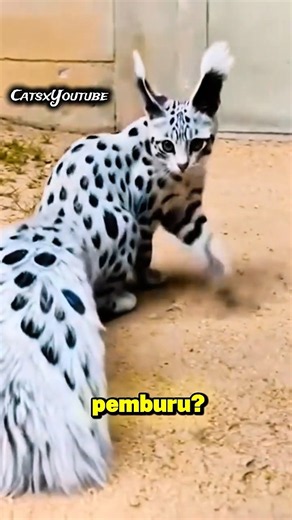 Hati Hati! Ini Ciri Ciri Kucing Dalam Mode Pemburu! 🐈