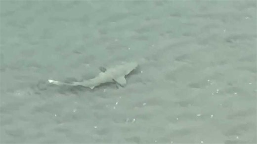 VIDEO: Sharks seen swimming in shallow waters along Florida beach