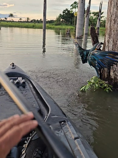 filhote de arara #NaturezaSelvagem #aves #animaisselvagens #araracanindé