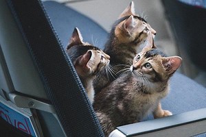 How Old Should A Cat Be To Fly Safely? - Traveling With Your Cat