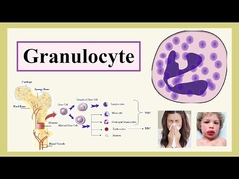 granulocyte
