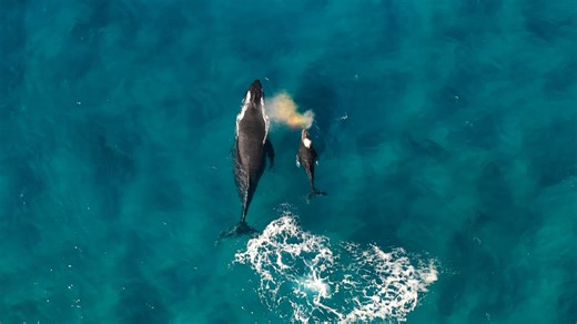 Majestic humpback whales spotted breaching in Hawaii
