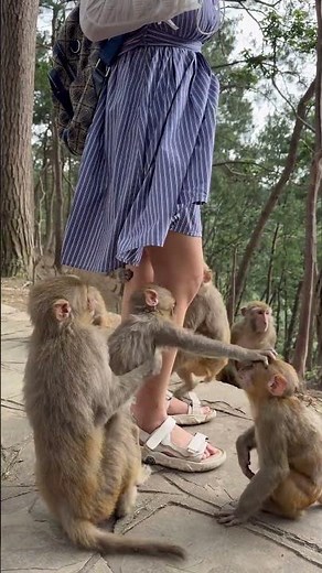 Monkey stops another monkey from climbing under girl’s dress in China