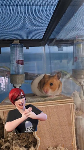 We got in our new hamsters today! | Liberty Pet & Supply