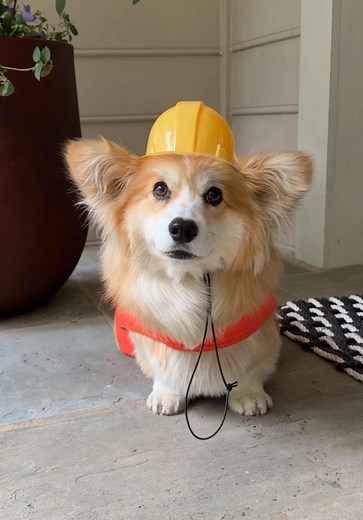 Hammy & Olivia Corgi — funny dog pranks, barks & voiceovers