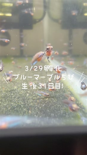ベタ稚魚🐠🫧1ヶ月おめでとう㊗️ #ベタ #ベタ繁殖 #アクアリウム #水槽 #熱帯魚 #aquarium #betta #bettafish #ベタ水槽 #ベタ飼育 #ベタ稚魚
