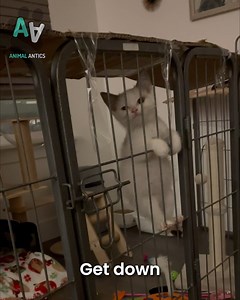 13K views · 401 reactions | Who would win? Kitten or cardboard?  | Animal Antics | Facebook