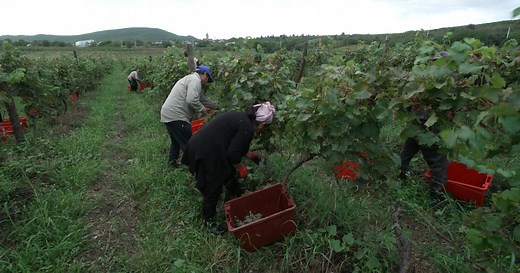 In Georgia, wine's surprising birthplace, winemakers revive ancient grapes